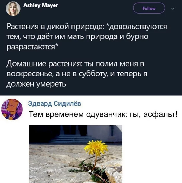 Feel the power of dandelion - Plants, wildlife, Houseplants, Dandelion, Flowers, Screenshot, Comments, Repeat