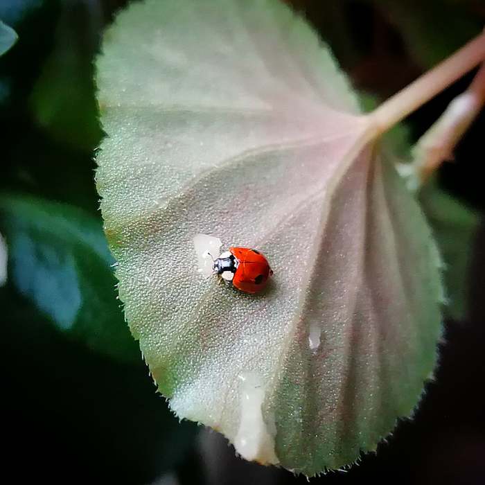 November Guest - My, Insects, ladybug, Mobile photography