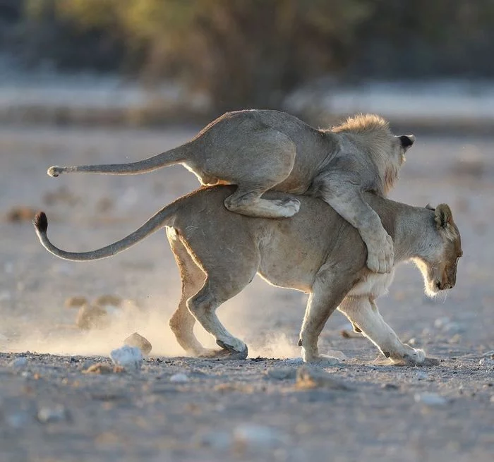 Rider - Lioness, Lion cubs, a lion, Big cats, Cat family, Predatory animals, Wild animals, wildlife, National park, South Africa, The photo, Animal games