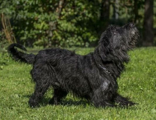 sheikh - Giant schnauzer, Schnauzers, Dog, Moscow, Pets, In good hands, No rating, Longpost