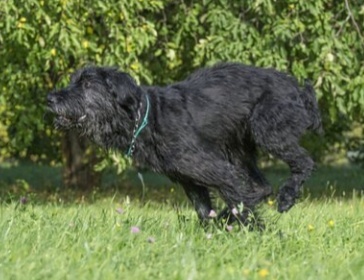 sheikh - Giant schnauzer, Schnauzers, Dog, Moscow, Pets, In good hands, No rating, Longpost