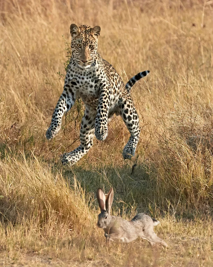 Well, hare, wait! - Leopard, Big cats, Cat family, Predatory animals, Wild animals, wildlife, South Africa, The photo, Hare, Погоня