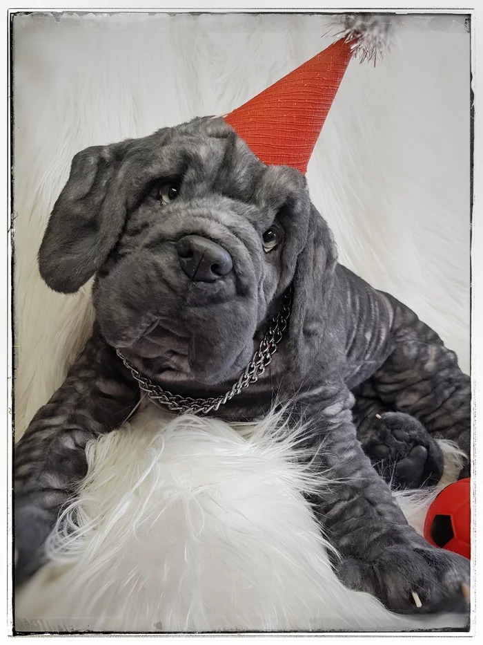 mastino neapolitano - My, Dog, Mastiff, With your own hands, Needlework without process, Handmade, Longpost