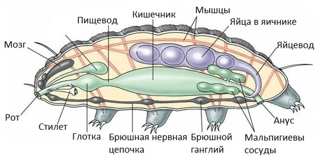 Вся правда о тихоходках - Биология, Научпоп, Наука, Видео, Длиннопост, Тихоходка