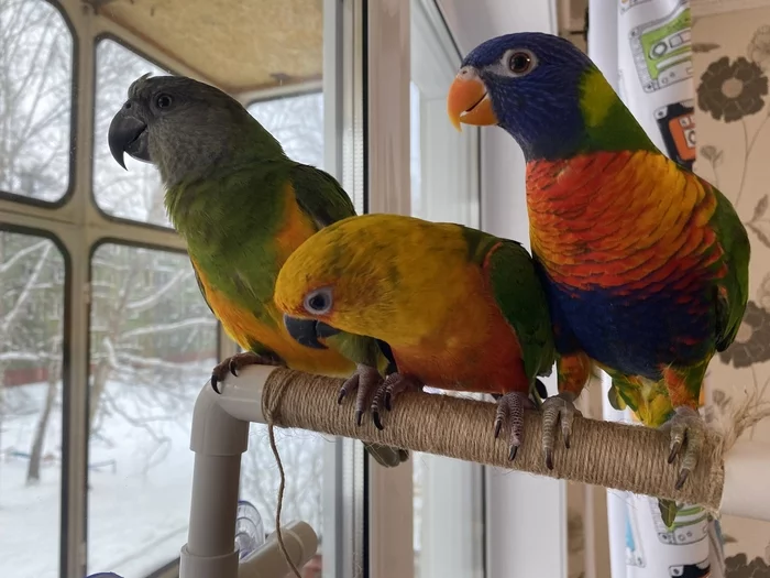 I'm leaving the peekaboo - My, A parrot, Parakeet, Aratinga Endaya, Loriket, Senegal parrot, Birds