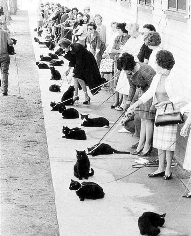 Casting black cats for the lead role in a horror movie. Hollywood 1961 - Black cat, Casting, Hollywood, Black and white photo