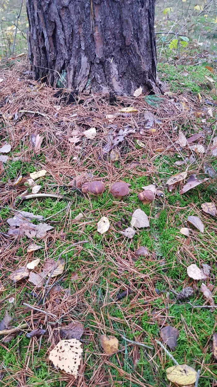 Mushrooms in mid-November - My, Germany, Saxony-Anhalt, Mushrooms, Silent hunt, Longpost