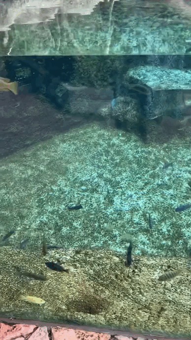 рыба гифка на белом фоне. Смотреть фото рыба гифка на белом фоне. Смотреть картинку рыба гифка на белом фоне. Картинка про рыба гифка на белом фоне. Фото рыба гифка на белом фоне рыба гифка на белом фоне. Смотреть фото рыба гифка на белом фоне. Смотреть картинку рыба гифка на белом фоне. Картинка про рыба гифка на белом фоне. Фото рыба гифка на белом фоне