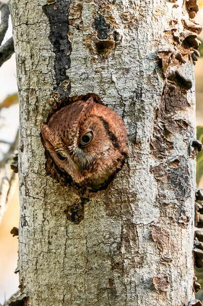 Owl, open up! The woodpecker has come! - Owl, Woodpeckers, Chick, Wild animals, Hollow, Interesting, Florida, USA, Longpost
