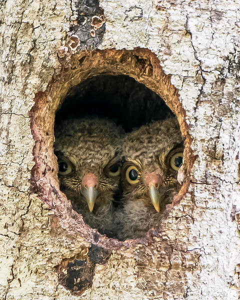 Owl, open up! The woodpecker has come! - Owl, Woodpeckers, Chick, Wild animals, Hollow, Interesting, Florida, USA, Longpost
