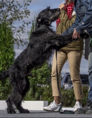 sheikh - Giant schnauzer, Schnauzers, Dog, Moscow, Pets, In good hands, No rating, Longpost