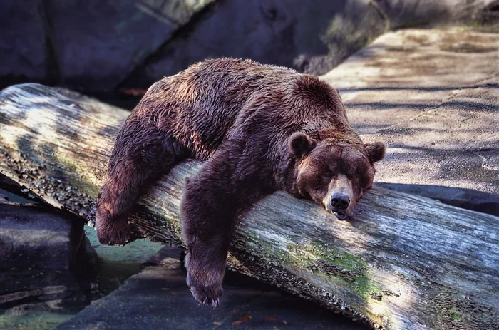 The bear decided to hibernate right under the house of the Americans - The Bears, Hibernation, House, Uninvited guests, Suddenly, Wild animals, Colorado, USA, The national geographic, Exile