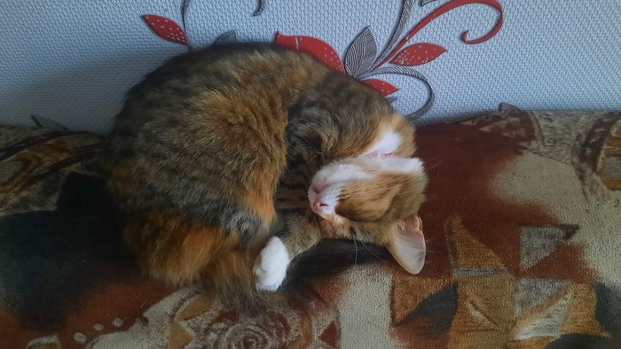 вот так выглядит ревность кот. Смотреть фото вот так выглядит ревность кот. Смотреть картинку вот так выглядит ревность кот. Картинка про вот так выглядит ревность кот. Фото вот так выглядит ревность кот