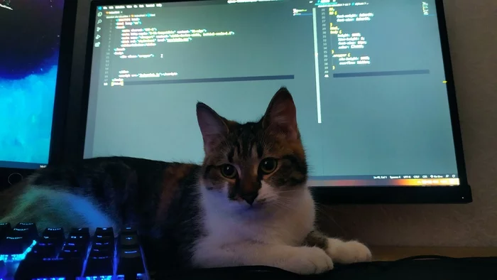 When your boss is a cat - My, Pets, cat, Bosses, Programmer