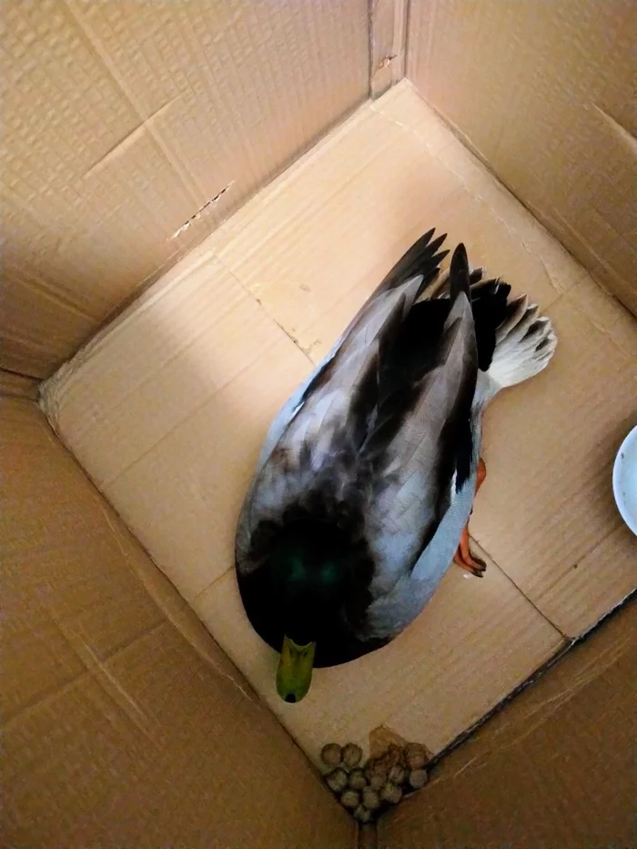 Sos Yaroslavl found a duck - My, Duck, Helping animals, Yaroslavl, No rating, Drake, Injury, Ornithology, Longpost