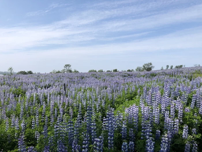 wild lupins - My, Flowers, Field, Iceland, Summer, Lupine, Nature