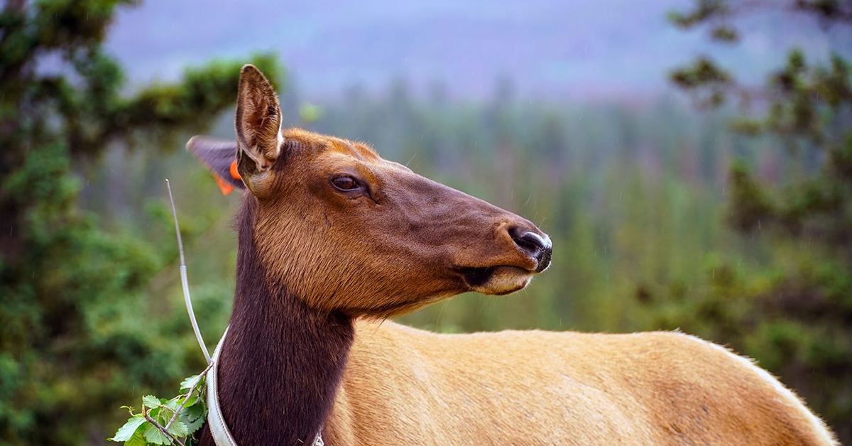 Interesting wildlife. Мечение животных. Ученые наблюдают за дикими животными. Животные-компаньоны.