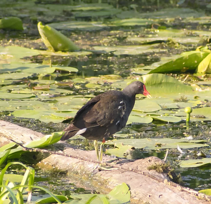 Remembering summer. - My, Nature, The nature of Russia, Birds, Animals, River, Klyazma, Schelkovo, The photo, Photo hunting, Hobby, Ornithology, Video, Longpost