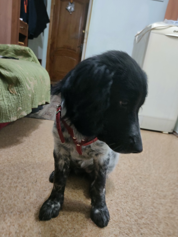 Красное или чёрное ?