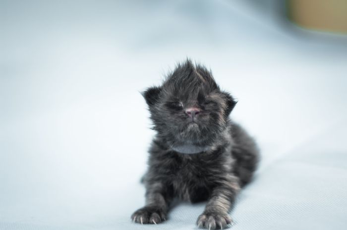 Young explorer of the world - My, cat, Kittens, Maine Coon, Milota, Black cat, Longpost