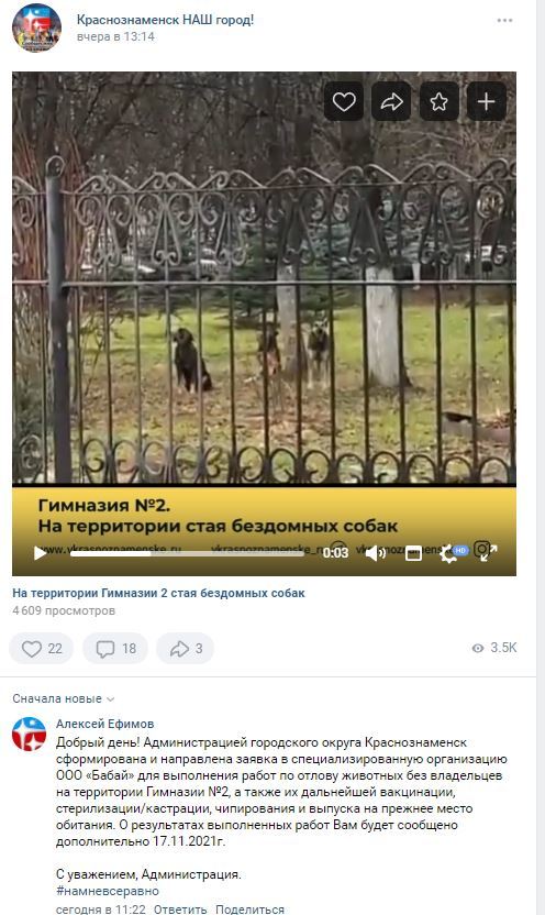 Stray dogs on the territory of the gymnasium in Krasnoznamensk - Stray dogs, Flock, Dog, Krasnoznamensk