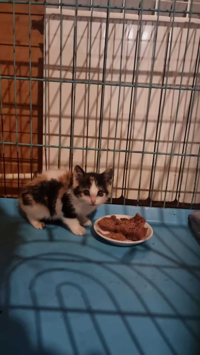 что делать с брошенными котятами. Смотреть фото что делать с брошенными котятами. Смотреть картинку что делать с брошенными котятами. Картинка про что делать с брошенными котятами. Фото что делать с брошенными котятами