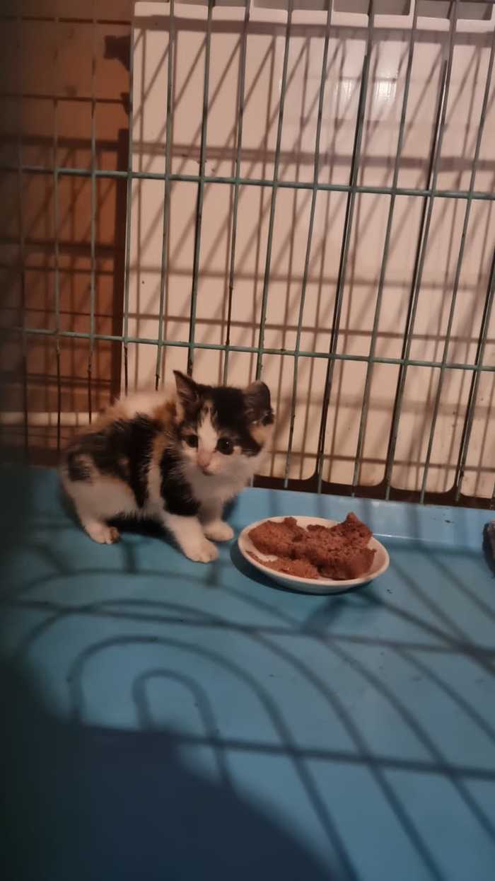 что делать с брошенными котятами. Смотреть фото что делать с брошенными котятами. Смотреть картинку что делать с брошенными котятами. Картинка про что делать с брошенными котятами. Фото что делать с брошенными котятами