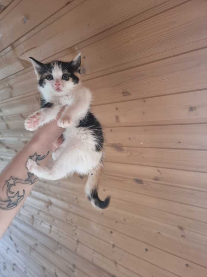 что делать с брошенными котятами. Смотреть фото что делать с брошенными котятами. Смотреть картинку что делать с брошенными котятами. Картинка про что делать с брошенными котятами. Фото что делать с брошенными котятами