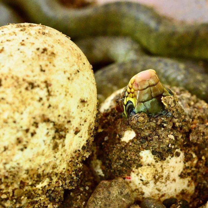 The birth of the big-eyed snake - Skid, Snake, Wild animals, wildlife, Asia, India, The photo, Young, Reptiles