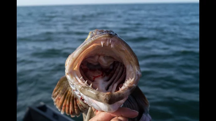 This fish has 555 teeth and loses 20 every day - Terpug, A fish, Teeth, Informative, Pacific Ocean, The national geographic, Wild animals, The science, Research, University, USA, Scientists, Longpost