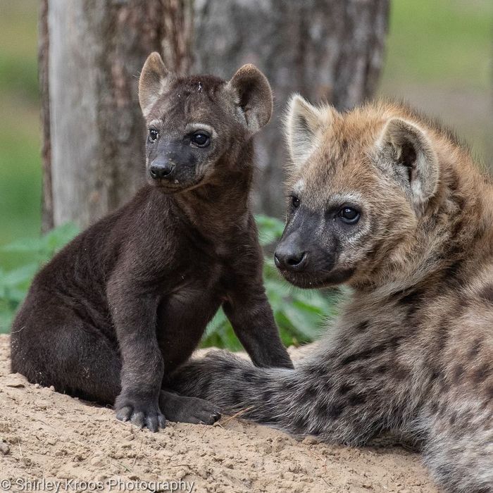 With mom - Hyena, Spotted Hyena, Predatory animals, Wild animals, The photo, Young, Milota