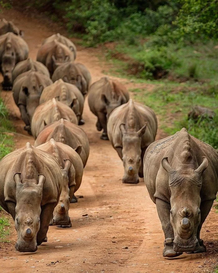 Rhinos return from pasture to roost - Rhinoceros, Wild animals, wildlife, South Africa, Reserves and sanctuaries, The photo, Herd