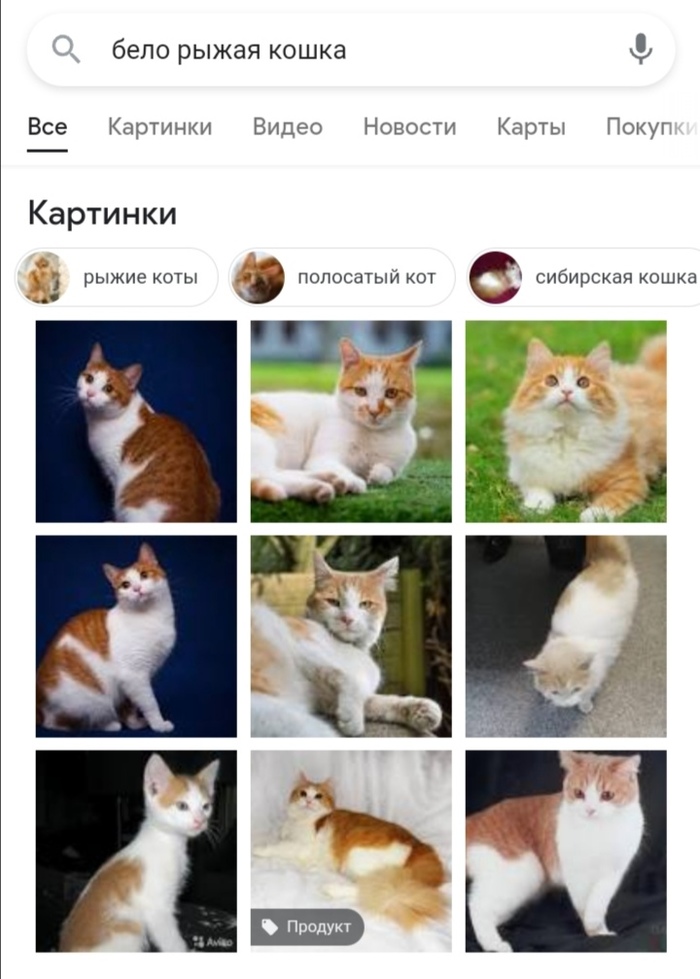 кошку спасли при пожаре. Смотреть фото кошку спасли при пожаре. Смотреть картинку кошку спасли при пожаре. Картинка про кошку спасли при пожаре. Фото кошку спасли при пожаре
