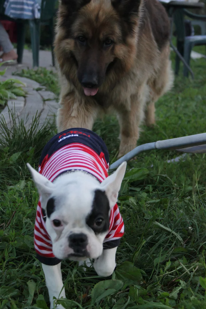 By slippers) - My, Dog, Pets, Погоня, Animals, French Bulldog, The photo