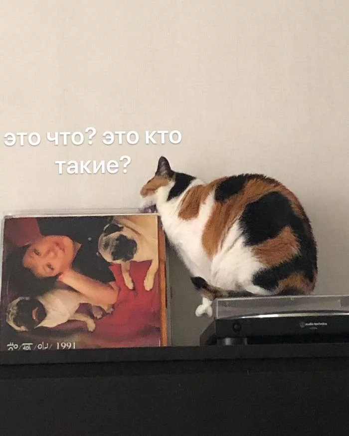 Кошачья ревность - Кот, Трехцветная кошка, Лапки, Щенки, Картина, Ревность, Длиннопост