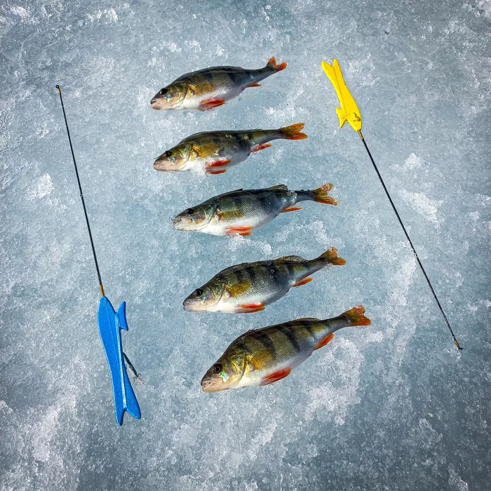 Winter fishing. - My, Fishing, Spoon, Winter fishing, Ice, Perch, Sport fishing, A fish, Fishermen, Video, Longpost, Video blog