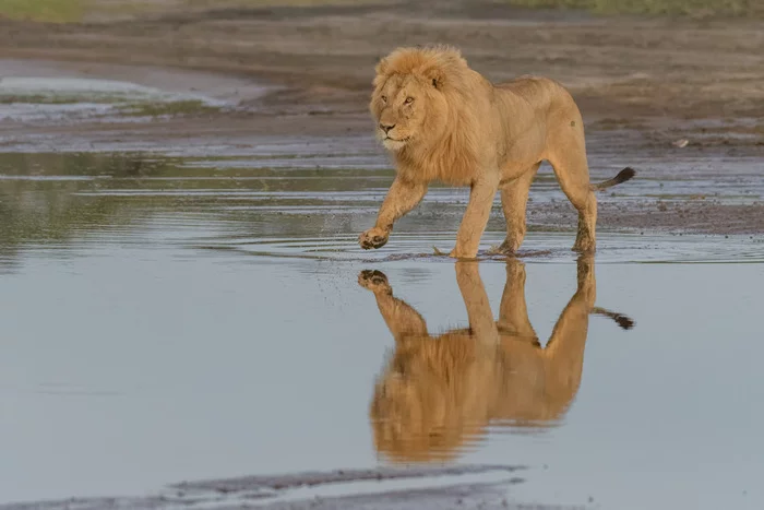Walking on water - a lion, Big cats, Cat family, Predatory animals, Wild animals, wildlife, National park, Serengeti, Africa, The photo, Water, Lake