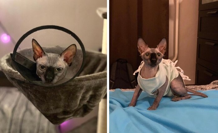 ΡΠΈΡΡΠ½ΠΊΠΈ ΠΊΠΎΡΠΈΠΊΠΎΠ² Ρ Π΅Π΄ΠΎΠΉ. Π‘ΠΌΠΎΡΡΠ΅ΡΡ ΡΠΎΡΠΎ ΡΠΈΡΡΠ½ΠΊΠΈ ΠΊΠΎΡΠΈΠΊΠΎΠ² Ρ Π΅Π΄ΠΎΠΉ. Π‘ΠΌΠΎΡΡΠ΅ΡΡ ΠΊΠ°ΡΡΠΈΠ½ΠΊΡ ΡΠΈΡΡΠ½ΠΊΠΈ ΠΊΠΎΡΠΈΠΊΠΎΠ² Ρ Π΅Π΄ΠΎΠΉ. ΠΠ°ΡΡΠΈΠ½ΠΊΠ° ΠΏΡΠΎ ΡΠΈΡΡΠ½ΠΊΠΈ ΠΊΠΎΡΠΈΠΊΠΎΠ² Ρ Π΅Π΄ΠΎΠΉ. Π€ΠΎΡΠΎ ΡΠΈΡΡΠ½ΠΊΠΈ ΠΊΠΎΡΠΈΠΊΠΎΠ² Ρ Π΅Π΄ΠΎΠΉ ΡΠΈΡΡΠ½ΠΊΠΈ ΠΊΠΎΡΠΈΠΊΠΎΠ² Ρ Π΅Π΄ΠΎΠΉ. Π‘ΠΌΠΎΡΡΠ΅ΡΡ ΡΠΎΡΠΎ ΡΠΈΡΡΠ½ΠΊΠΈ ΠΊΠΎΡΠΈΠΊΠΎΠ² Ρ Π΅Π΄ΠΎΠΉ. Π‘ΠΌΠΎΡΡΠ΅ΡΡ ΠΊΠ°ΡΡΠΈΠ½ΠΊΡ ΡΠΈΡΡΠ½ΠΊΠΈ ΠΊΠΎΡΠΈΠΊΠΎΠ² Ρ Π΅Π΄ΠΎΠΉ. ΠΠ°ΡΡΠΈΠ½ΠΊΠ° ΠΏΡΠΎ ΡΠΈΡΡΠ½ΠΊΠΈ ΠΊΠΎΡΠΈΠΊΠΎΠ² Ρ Π΅Π΄ΠΎΠΉ. Π€ΠΎΡΠΎ ΡΠΈΡΡΠ½ΠΊΠΈ ΠΊΠΎΡΠΈΠΊΠΎΠ² Ρ Π΅Π΄ΠΎΠΉ