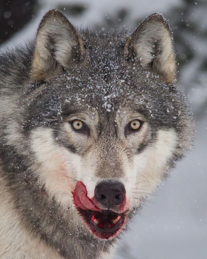 Куснул за бочок Волк, Псовые, Хищные животные, Дикие животные, Дикая природа, Канада, Северная Америка, Фотография