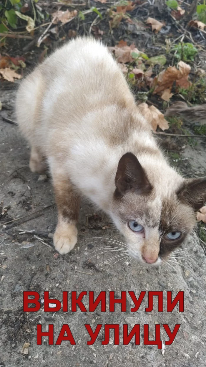 Moscow and MO - who needs beauty? - No rating, cat, In good hands, Help, Moscow, Moscow region, Подмосковье, beauty, Blue eyes, Thai cat, Mestizo