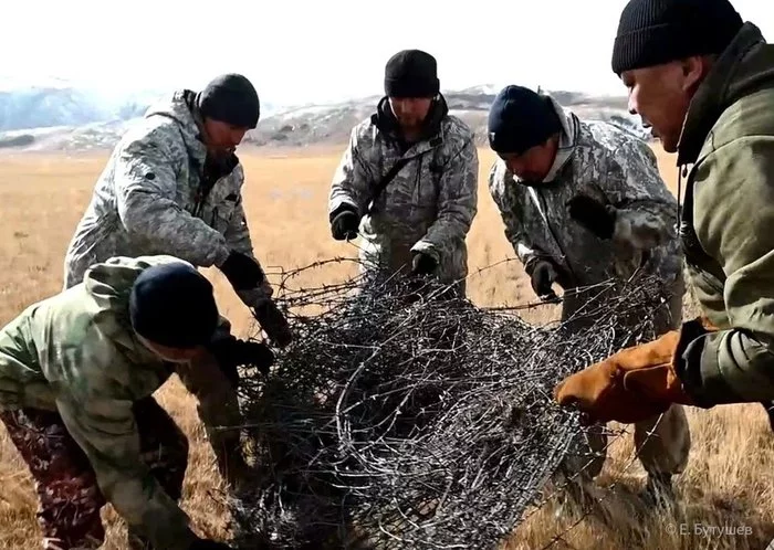 In Altai got rid of barbed wire on the border with Mongolia. - Wild animals, The border, Barbed wire, Migration, Altai Republic, Russia, Mongolia, Interesting, WWF, The national geographic, Helping animals, Ukok Plateau, Snow Leopard, Longpost, Reserves and sanctuaries