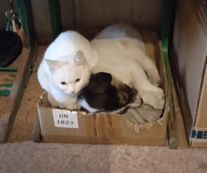 Snowball and Bucky - My, cat, Dog, Cats and dogs together, Milota