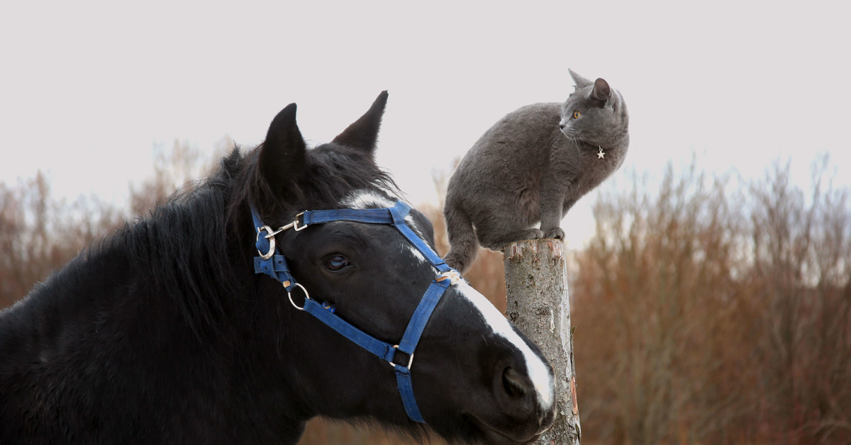 Говорящие лошадки. Кот на лошади. Лошадь и кошка. Смешная лошадь. Забавные лошадки.