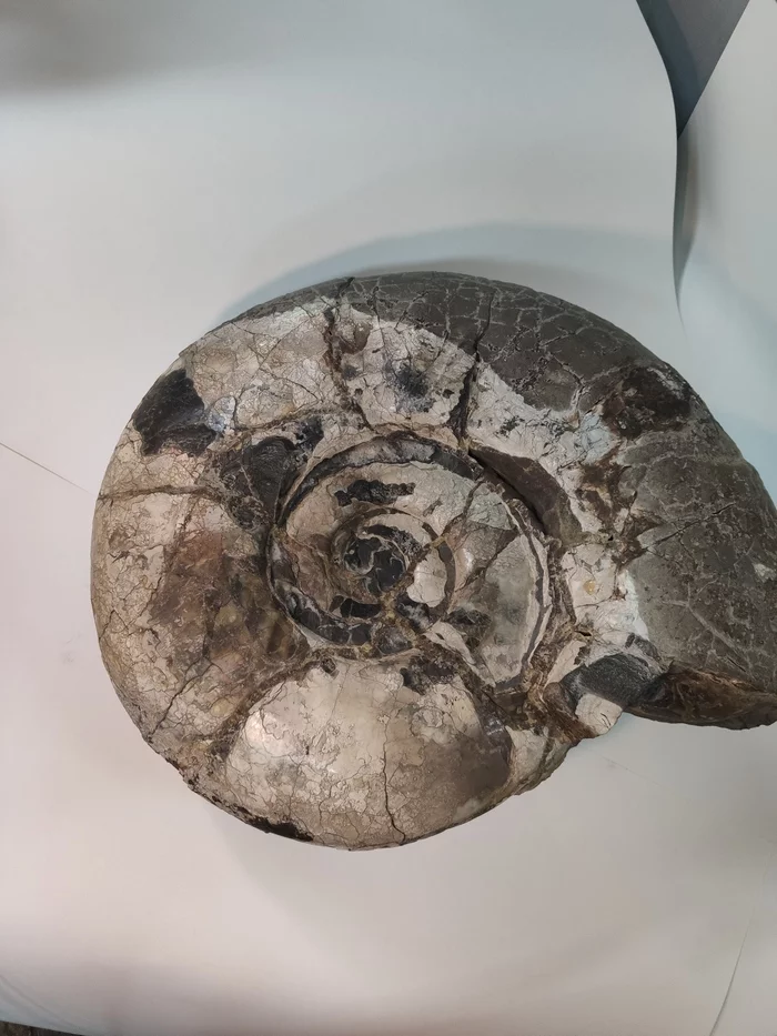 Need help identifying ammonite - My, The photo, Ammonite, Paleontology, Geology, Help, Fossils