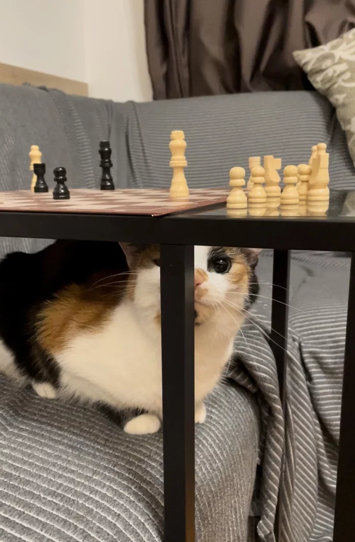 Checkmate, cats! - My, cat, Tricolor cat, Chess, The photo