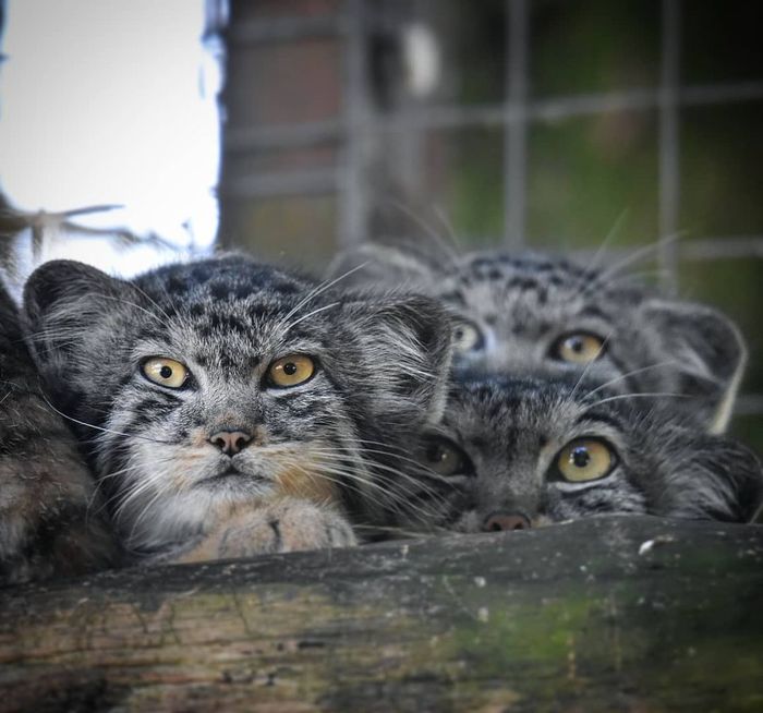 кот шлепа в чем прикол. Смотреть фото кот шлепа в чем прикол. Смотреть картинку кот шлепа в чем прикол. Картинка про кот шлепа в чем прикол. Фото кот шлепа в чем прикол