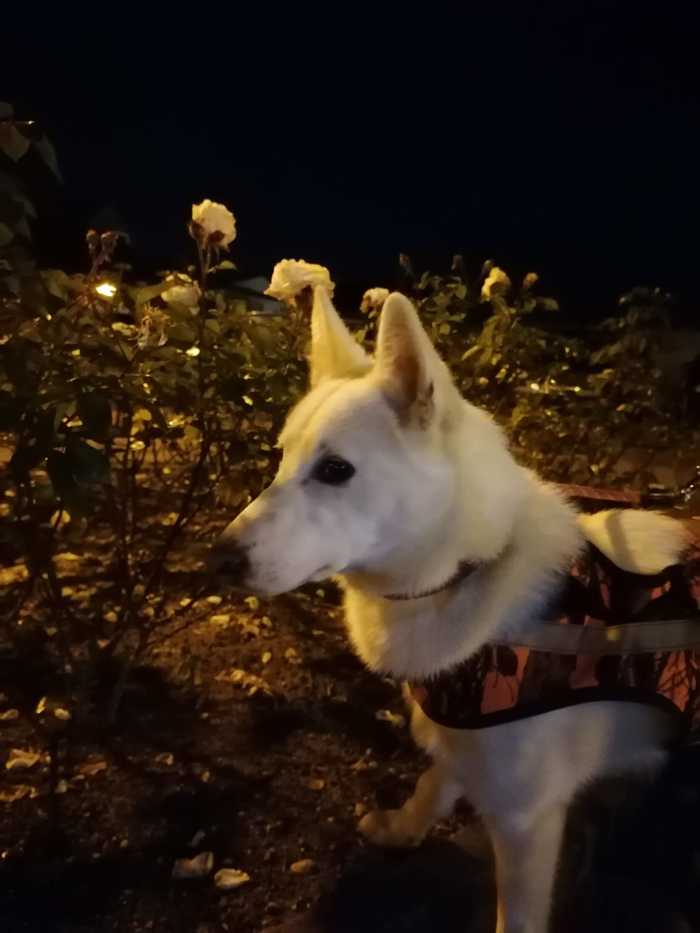 White roses and rose - Dog, Laika, West Siberian Laika, Longpost