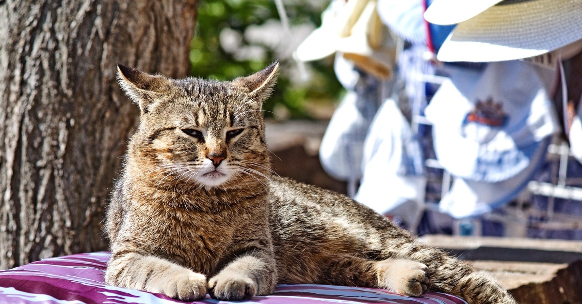 Кот ев. Коты Евпатории.