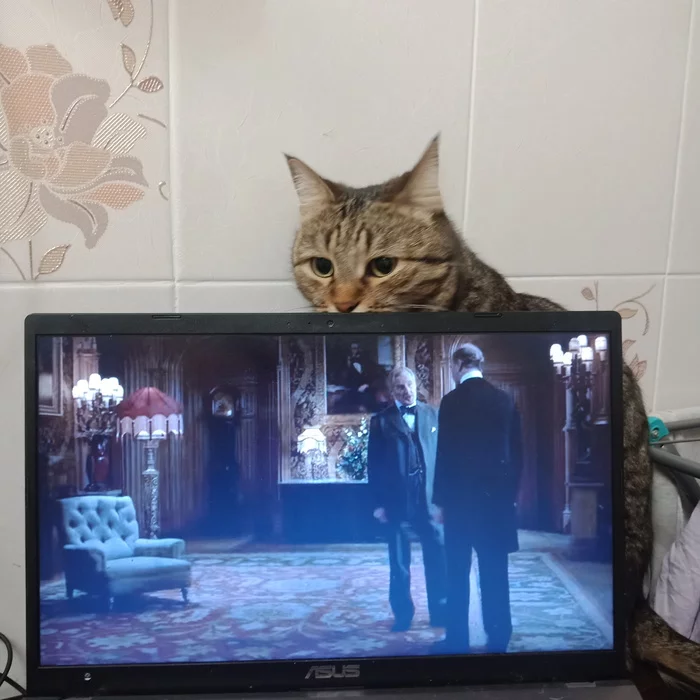 How to negotiate with a cat? - My, cat, Toilet humor, Downton Abbey