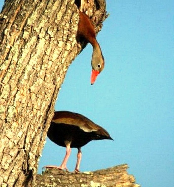 Smart goose seizes the moment - Гусь, Awkward moment